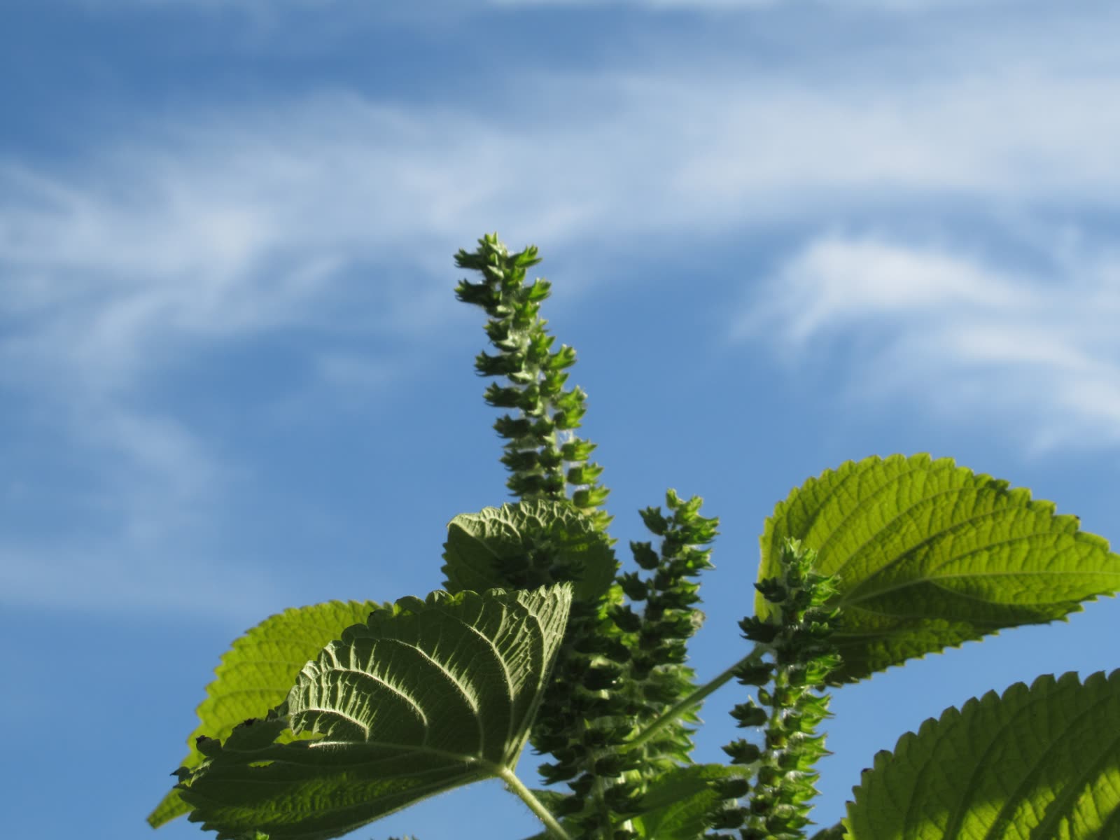 えごまの実・植物